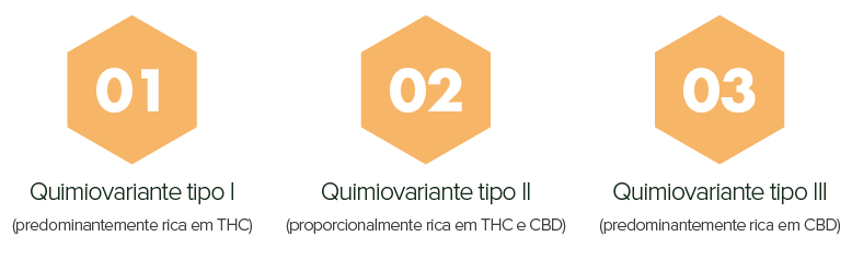 Cannabis como adjuvante terapêutico no paciente com câncer 2 Tipos de Quimiovariante