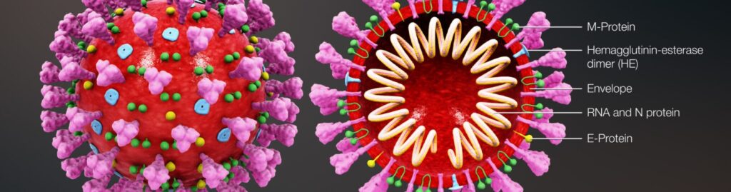 Cannabis and Corona Virus Diseases: A Review of the Science 1 imagem post
