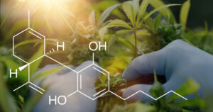 Tudo que você precisa saber sobre as três principais quimiovariantes da Cannabis 1 Copia de iStock 1214660475