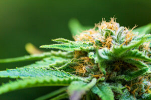 Flavonoides na cannabis: Os segredos por trás desses compostos 1 Copia de iStock 1223724574