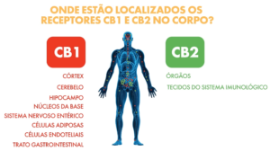 Explorando o sistema endocanabinoide: O que você precisa saber! 1 receptores cb1 e cb2