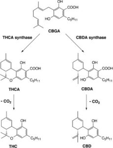 Precursores dos Fitocanabinoides: A origem dos compostos medicinais da Cannabis. 1 1 s2.0 S0014579307005728 gr1 1