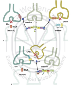 Eficácia dos Canabinoides no tratamento de distúrbios do sono 1 Interação entre Orexina e Endocanabinoides: Mecanismos de Ativação dos Receptores ORX e CB1 na Regulação do Sono.