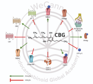 Canabigerol (CBG): o canabinoide emergente 1 Mecanismo de ação do Cannabigerol sobre os receptores endógenos.