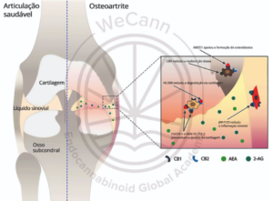Canabidiol para dores articulares: Um potencial terapêutico em expansão 1 Representação esquemática da modulação do SEC na biologia articular. Fonte: MONTAGNER, Patrícia; DE SALAS-QUIROGA, Adán. Tratado de Medicina Endocanabinoide.1. ed. WecCann Endocannabinoid Global Academy, 2023.