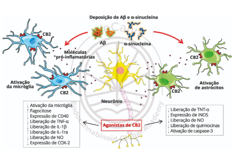 Cannabis e Doença de Parkinson: Explorando o potencial terapêutico 1 Representação esquemática das ações anti-inflamatórias e neuroprotetoras dos agonistas do receptor CB2 na Doença de Parkinson e na Doença de Alzheimer. Fonte: Montagner & De Salas-Quiroga, Tratado de Medicina Endocanabinoide, 2023.