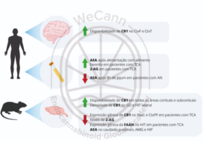 O uso da Cannabis no tratamento dos Transtornos Alimentares 1 Principais achados sobre alteração dos componentes do SEC em modelos animais e em pacientes com transtornos alimentares. Fonte: MONTAGNER, Patrícia; DE SALAS-QUIROGA, Adán. Tratado de Medicina Endocanabinoide.1. ed. WeCann Endocannabinoid Global Academy, 2023.
