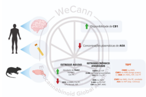 Cannabis no tratamento do Transtorno de Estresse Pós-Traumático (TEPT) 1 Principais achados sobre as alterações dos componentes do SEC em modelos animais e pacientes com ansiedade e transtorno do estresse pós-traumático. Fonte: MONTAGNER, Patrícia; DE SALAS-QUIROGA, Adán. Tratado de Medicina Endocanabinoide.1. ed. WeCann Endocannabinoid Global Academy, 2023.
