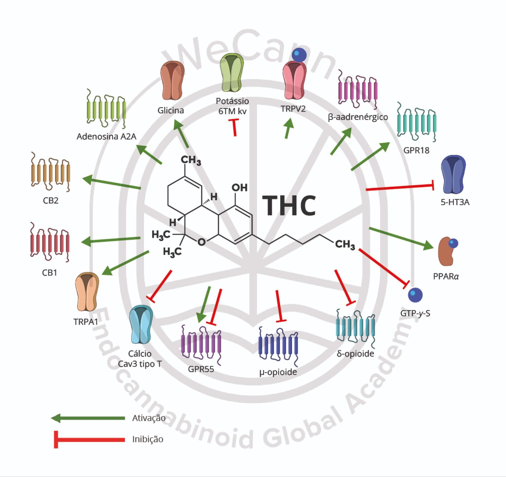Delta-9-Tetraidrocanabinol (Δ9-THC): tudo que você precisa saber! 1 Mecanismo de ação do THC em receptores endógenos. Fonte: MONTAGNER, Patrícia; DE SALAS-QUIROGA, Adán. Tratado de Medicina Endocanabinoide.1. ed. WeCann Endocannabinoid Global Academy, 2023.