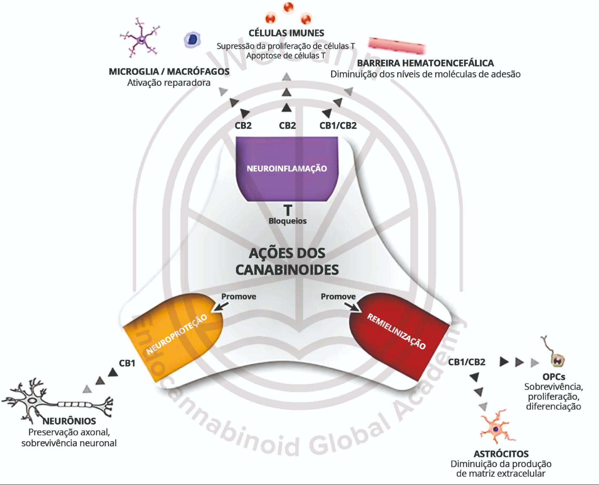 Cannabis no tratamento da Esclerose Múltipla 1 Principais ações terapêuticas dos derivados canabinoides que retardam a progressão da EM. Fonte: MONTAGNER, Patrícia; DE SALAS-QUIROGA, Adán. Tratado de Medicina Endocanabinoide.1. ed. WeCann Endocannabinoid Global Academy, 2023.