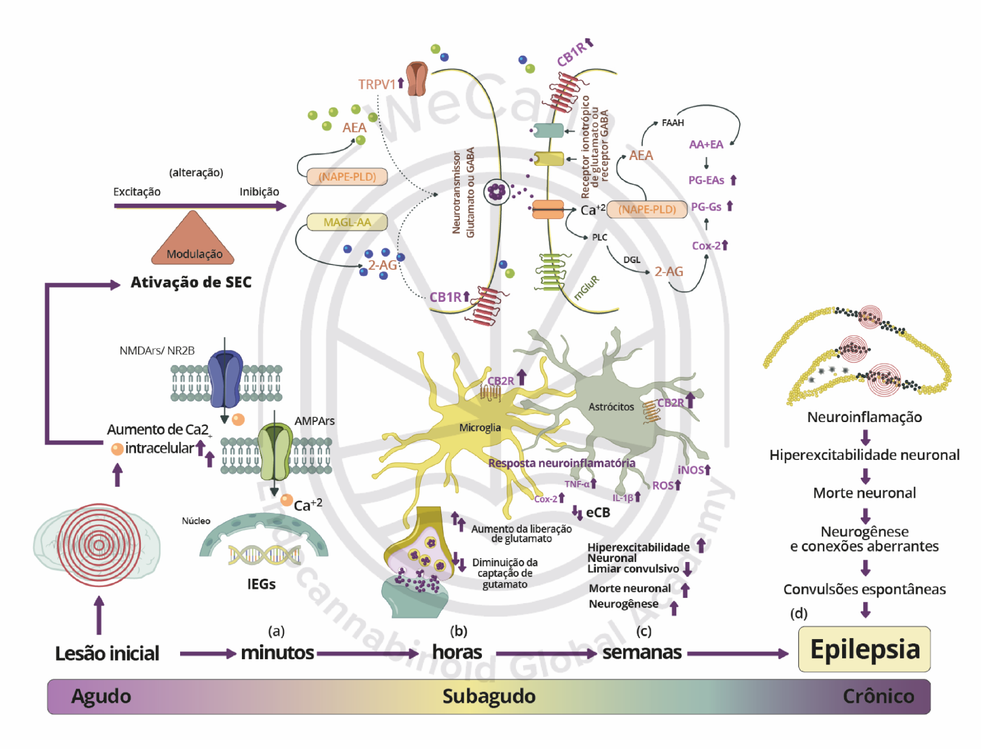 Canabidiol no tratamento da Epilepsia Refratária 1 Participação do sistema endocanabinoide em diferentes cascatas de eventos da epileptogêneses, definidas como fase aguda, subaguda ou crônica. Fonte: MONTAGNER, Patrícia; DE SALAS-QUIROGA, Adán. Tratado de Medicina Endocanabinoide.1. ed. WeCann Endocannabinoid Global Academy, 2023.