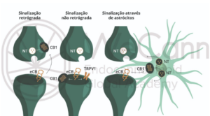 Efeitos da Cannabis na Excitabilidade Cerebral 2 Diferentes mecanismos de atuação dos endocanabinoides (eCBs) na fenda sináptica. Sinalização retrógrada: os eCBs são mobilizados a partir de neurónios pós-sinápticos em direção aos receptores canabinoides tipo 1 pré-sinápticos (CB1 para suprimir a liberação de neurotransmissores (NT). Sinalização não retrógrada: os eCBs produzidos em neurônios pós-sinápticos ativam os receptores CB1 pós-sinápticos ou outros receptores, tais como o receptor de potencial transitório vanilóide tipo 1 (TRPV1). Sinalização através de astrócitos: os eCBs liberados de neurônios pós-sinápticos estimulam os receptores CB1 de astrócitos, desencadeando a gliotransmissão. Fonte: MONTAGNER, Patrícia; DE SALAS-QUIROGA, Adán. Tratado de Medicina Endocanabinoide.1. ed. WeCann Endocannabinoid Global Academy, 2023.