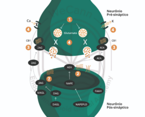 Efeitos da Cannabis na Excitabilidade Cerebral 1 Ilustração da dinâmica operacional do SEC na fenda sináptica, através dos receptores CB1, na vigência de uma hiperexcitabilidade glutamatérgica. Fonte: MONTAGNER, Patrícia; DE SALAS-QUIROGA, Adán. Tratado de Medicina Endocanabinoide.1. ed. WeCann Endocannabinoid Global Academy, 2023.