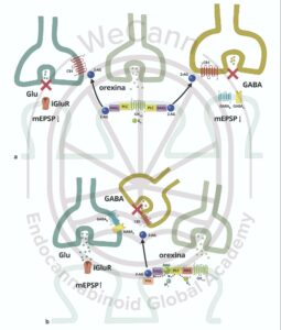 Cannabis no tratamento dos Distúrbios do Sono: mecanismos, evidências e desafios terapêuticos 1 Interação entre Orexina e Endocanabinoides: Mecanismos de Ativação dos Receptores ORX e CB1 na Regulação do Sono. Fonte: MONTAGNER, Patrícia; DE SALAS-QUIROGA, Adán. Tratado de Medicina Endocanabinoide.1. ed. WeCann Endocannabinoid Global Academy, 2023.