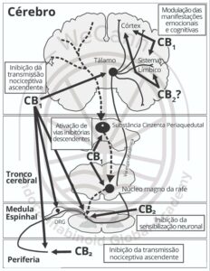 Canabidiol no tratamento da Dor Neuropática 1 Papel do sistema endocanabinoide no controle da dor nos níveis periféricos, espinhal e supraespinhal. Fonte: MONTAGNER, Patrícia; DE SALAS-QUIROGA, Adán. Tratado de Medicina Endocanabinoide.1. ed. WeCann Endocannabinoid Global Academy, 2023.