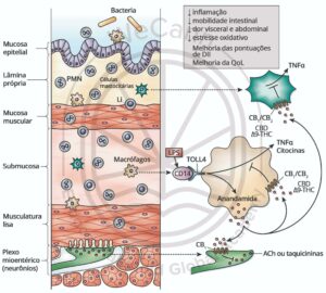 Potencial da Cannabis no tratamento da Síndrome do Intestino Irritável, Doença de Crohn e Colite Ulcerativa 1 Efeitos dos canabinoides nos aspectos fisiopatológicos da DII. Fonte: MONTAGNER, Patrícia; DE SALAS-QUIROGA, Adán. Tratado de Medicina Endocanabinoide.1. ed. WeCann Endocannabinoid Global Academy, 2023.