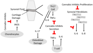 Como o canabidiol e outros canabinoides podem ajudar na gestão da Artrite Reumatoide? 1 Propriedades antiartríticas dos canabinoides. O esquema descreve as células imunes mais importantes no líquido sinovial que contribuem para o desenvolvimento de doenças reumatoides e onde a cannabis tem um impacto antiartrítico. A cannabis inibe a proliferação de fibroblastos sinoviais, a secreção de citocinas pró-inflamatórias das células imunes e a secreção de óxido nítrico sintase, como a NO sintase induzível (iNOS) dos condrócitos, o que evita danos à cartilagem. Fonte: Paland, Nicole et al. “Cannabis and Rheumatoid Arthritis: A Scoping Review Evaluating the Benefits, Risks, and Future Research Directions.” Rambam Maimonides medical journal vol. 14,4 e0022. 29 Oct. 2023.