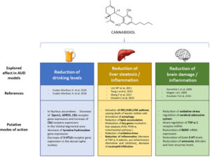Canabidiol no tratamento do transtorno por uso de álcool 1 Evidências pré-clínicas mostram que o CBD possui aplicações terapêuticas promissoras no transtorno por uso de álcool (TUA). O CBD reduz o consumo de álcool, a motivação para o uso e a recaída em modelos animais. Além disso, protege o fígado contra danos induzidos pelo álcool, reduzindo a fibrose hepática por meio de suas propriedades imunomoduladoras, antioxidantes, ativação da autofagia e regulação do acúmulo de lipídios. No cérebro, o CBD atua como agente neuroprotetor multimodal, prevenindo danos neuronais associados ao comprometimento cognitivo e motor, efeito relacionado às suas propriedades antioxidantes e à modulação do sistema de adenosina cerebral. Fonte: De Ternay, J., Naassila, M., Nourredine, M., Louvet, A., Bailly, F., Sescousse, G., Maurage, P., Cottencin, O., Carrieri, P. M., & Rolland, B. (2019). Therapeutic prospects of cannabidiol for alcohol use disorder and alcohol-related damages on the liver and the brain. Frontiers in Pharmacology, 10.