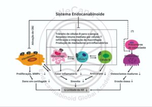 Como o canabidiol e outros canabinoides podem ajudar na gestão da Artrite Reumatoide? 2 Representação esquemática dos possíveis mecanismos celulares e moleculares envolvidos na ação protetora do SEC na atenuação da artrite reumatoide (AR). Fonte: MONTAGNER, Patrícia; DE SALAS-QUIROGA, Adán. Tratado de Medicina Endocanabinoide.1. ed. WeCann Endocannabinoid Global Academy, 2023.
