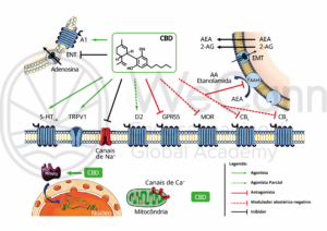Canabidiol no tratamento da Dor Neuropática 2 Principais achados pré-clínicos de múltiplos alvos moleculares potenciais do CBD na dor crônica. Fonte: MONTAGNER, Patrícia; DE SALAS-QUIROGA, Adán. Tratado de Medicina Endocanabinoide.1. ed. WeCann Endocannabinoid Global Academy, 2023.
