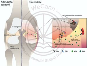 Cannabis para Osteoartrite: alívio natural para dor e inflamação 1 A modulação do SEC pode afetar vários aspectos da biologia articular. No diagrama estão representados os efeitos funcionais de várias moléculas canabinoides visando diferentes elementos do SEC. De acordo com evidências pré-clínicas na OA, os tratamentos à base de cannabis podem reduzir a degradação e facilitar o reparo da cartilagem e, também podem contribuir para a remodelação óssea, através da apoptose e inibição da formação de osteoclastos, além disso, as moléculas canabinoides agem nos sinoviócitos como agentes anti-inflamatórios, levando conjuntamente ao alívio da destruição da articulação. HU210 e WIN55,212-2 são agonistas sintéticos de ambos os receptores canabinoides, CB1 e CB2; JWH133 e HU308 são agonistas sintéticos seletivos do receptor CB2; AM251 é um agonista inverso sintético seletivo de receptor CB1. Fonte: MONTAGNER, Patrícia; DE SALAS-QUIROGA, Adán. Tratado de Medicina Endocanabinoide.1. ed. WeCann Endocannabinoid Global Academy, 2023.
