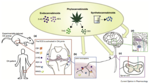 Cannabis para Osteoartrite: alívio natural para dor e inflamação 2 Elementos do sistema endocanabinoide nas articulações. (a) O sistema endocanabinoide (SEC) consiste em receptores canabinoides 1 e 2 (CB1 e CB2), seus ligantes inatos 2-araquidonoilglicerol (2-AG) e anandamida (AEA), e enzimas de degradação de ligantes amida hidrolase de ácido graxo (FAAH) e monoacilglicerol lipase (MAGL). Este sistema é ativo nas articulações de pessoas que vivem com OA e em modelos animais da doença. O SEC pode ser modulado com endocanabinoides, fitocanabinoides naturais (delta-9 tetrahidrocanabinol - THC e canabidiol - CBD) e canabinoides sintéticos. Os canabinoides podem atenuar a dor da OA na periferia agindo nos nociceptores articulares, (b) no corno dorsal da medula espinhal, (c) ou nos centros de processamento da dor no cérebro, (d) incluindo o tálamo e a substância cinzenta periaquedutal (PAG). Fonte: O’Brien M, McDougall JJ. Cannabis and joints: scientific evidence for the alleviation of osteoarthritis pain by cannabinoids. Curr Opin Pharmacol.