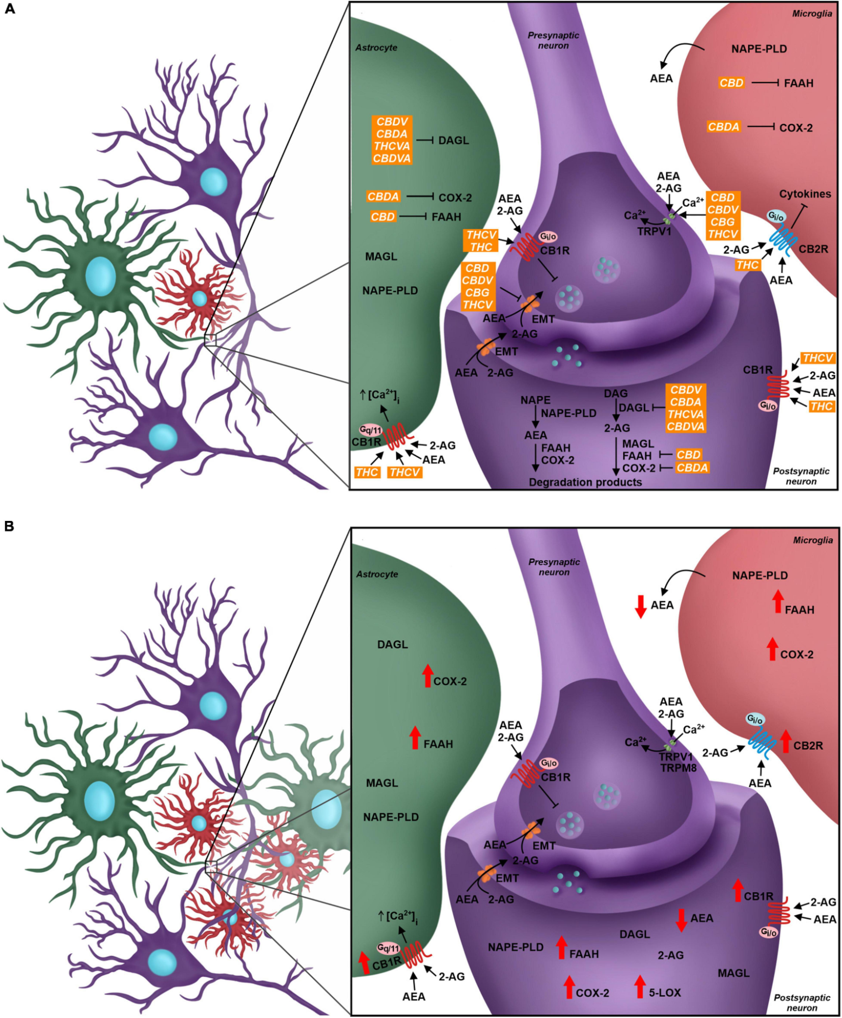 THC no tratamento da Dor Neuropática 2 O Papel do Sistema Endocanabinoide (SEC) na Sinapse Quadripartida e sua modulação por fitocanabinoides em condições normais e na Dor Neuropática. CBD, canabidiol; THC, tetrahidrocanabinol; CBDV; canabidivarina; CBDA, ácido canabidiólico; THCVA, ácido tetrahidrocanabivarinico; CBDVA, ácido canabidivarinico; THCV, tetrahidrocanabivarina; CBG, canabigerol. Fonte: CAMPOS, Raquel Maria P.; AGUIAR, Andrey F. L.; PAES-COLLI, Yolanda; TRINDADE, Priscila Martins Pinheiro; FERREIRA, Bruna K.; DE MELO REIS, Ricardo A.; SAMPAIO, Luzia S. Cannabinoid therapeutics in chronic neuropathic pain: from animal research to human treatment. Frontiers in Physiology, v. 12, 2021.