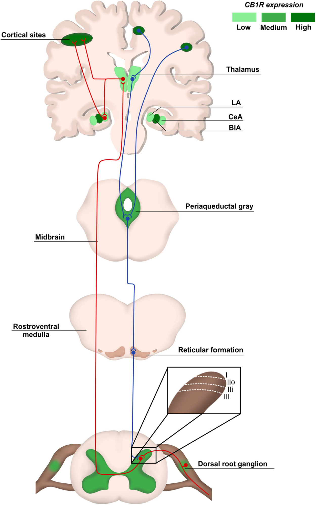 THC no tratamento da Dor Neuropática 1 Vias anatômicas da dor e expressão de CB1R. As vias ascendentes da dor (em vermelho) são transportadas da periferia do corpo através de neurônios sensoriais dos gânglios da raiz dorsal (DRG) que fazem sinapse principalmente com as lâminas I a III na medula espinhal dorsal. Os neurônios de projeção fazem conexões com áreas do cérebro, como tálamo e córtex. As vias descendentes (em azul), responsáveis pela modulação da dor, envolvem áreas como a substância cinzenta periaquedutal e a amígdala, terminando na medula espinhal dorsal. A distribuição do CB1R é heterogênea nas áreas do trajeto da dor, sendo mais concentrada em regiões como córtex e amígdala central (CeA). AE, amígdala lateral; CeA, amígdala central; BlA, amígdala basolateral. Fonte: CAMPOS, Raquel Maria P.; AGUIAR, Andrey F. L.; PAES-COLLI, Yolanda; TRINDADE, Priscila Martins Pinheiro; FERREIRA, Bruna K.; DE MELO REIS, Ricardo A.; SAMPAIO, Luzia S. Cannabinoid therapeutics in chronic neuropathic pain: from animal research to human treatment. Frontiers in Physiology, v. 12, 2021.