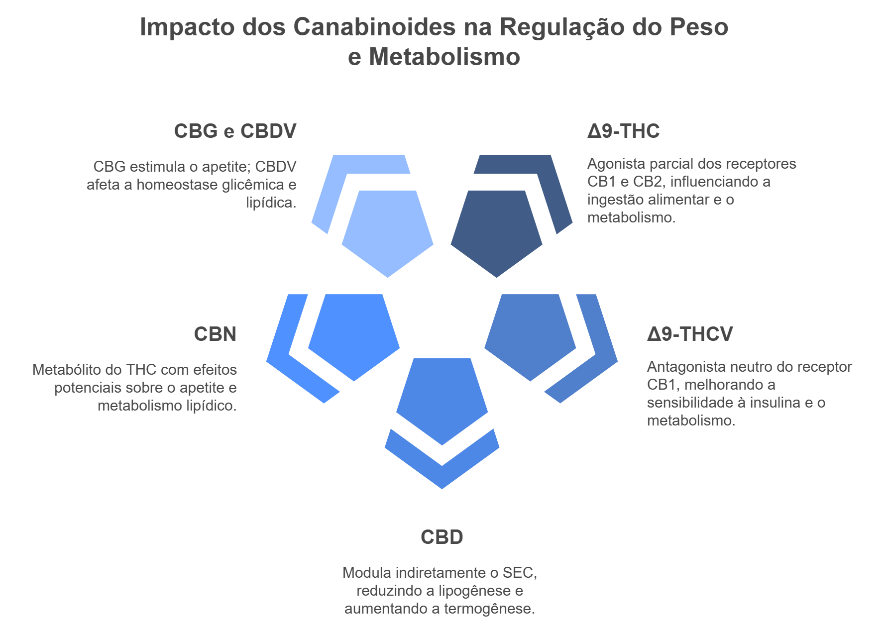 Como os canabinoides podem ajudar no controle de peso? 2 Representação do impacto dos canabinoides na regulação do peso e metabolismo.