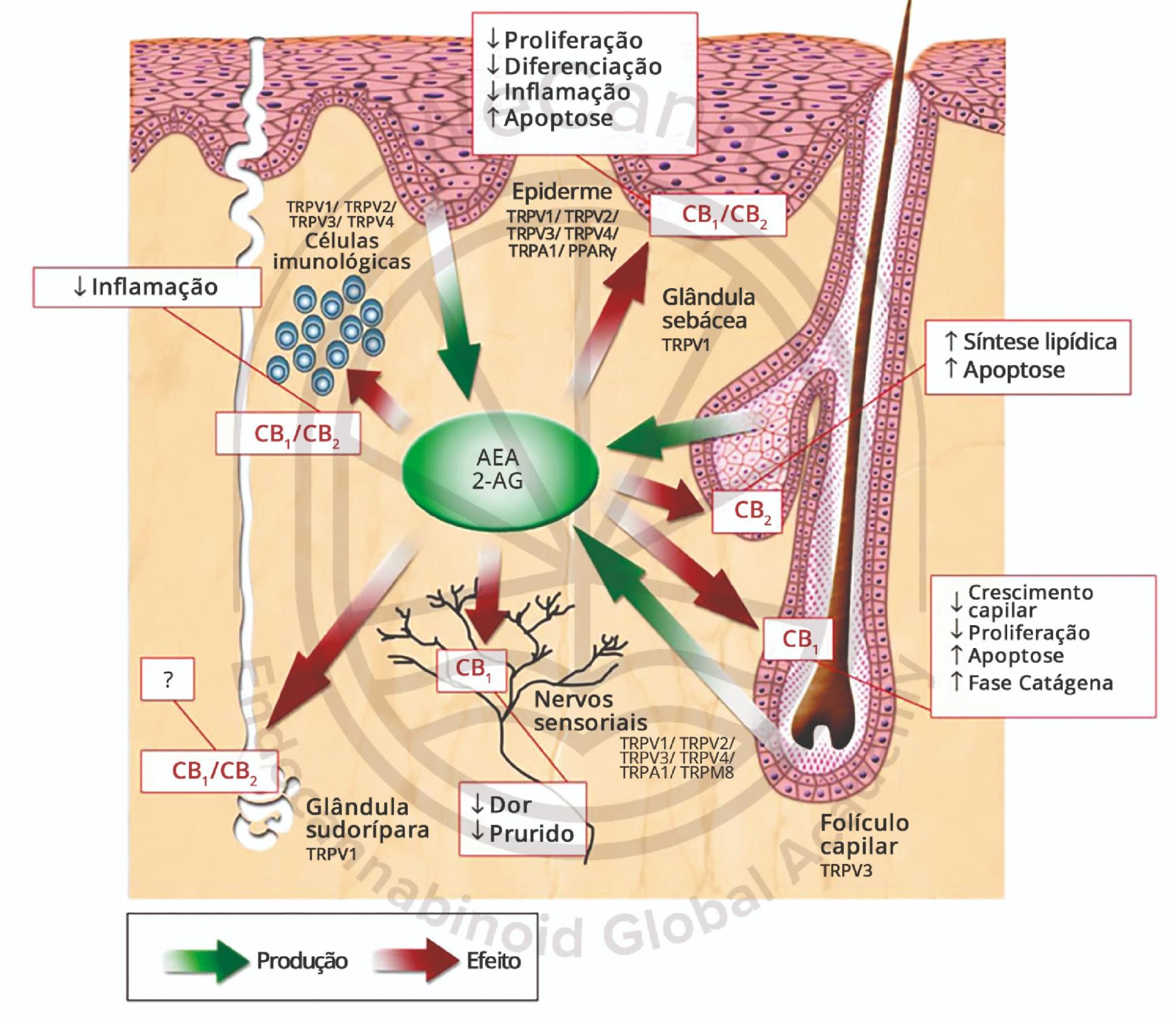 Canabinoides no tratamento do eczema e prurido crônico 1 Representação esquemática dos principais elementos do sistema endocanabinoide nos compartimentos celulares da pele. Fonte: MONTAGNER, Patrícia; DE SALAS-QUIROGA, Adán. Tratado de Medicina Endocanabinoide.1. ed. WeCann Endocannabinoid Global Academy, 2023.