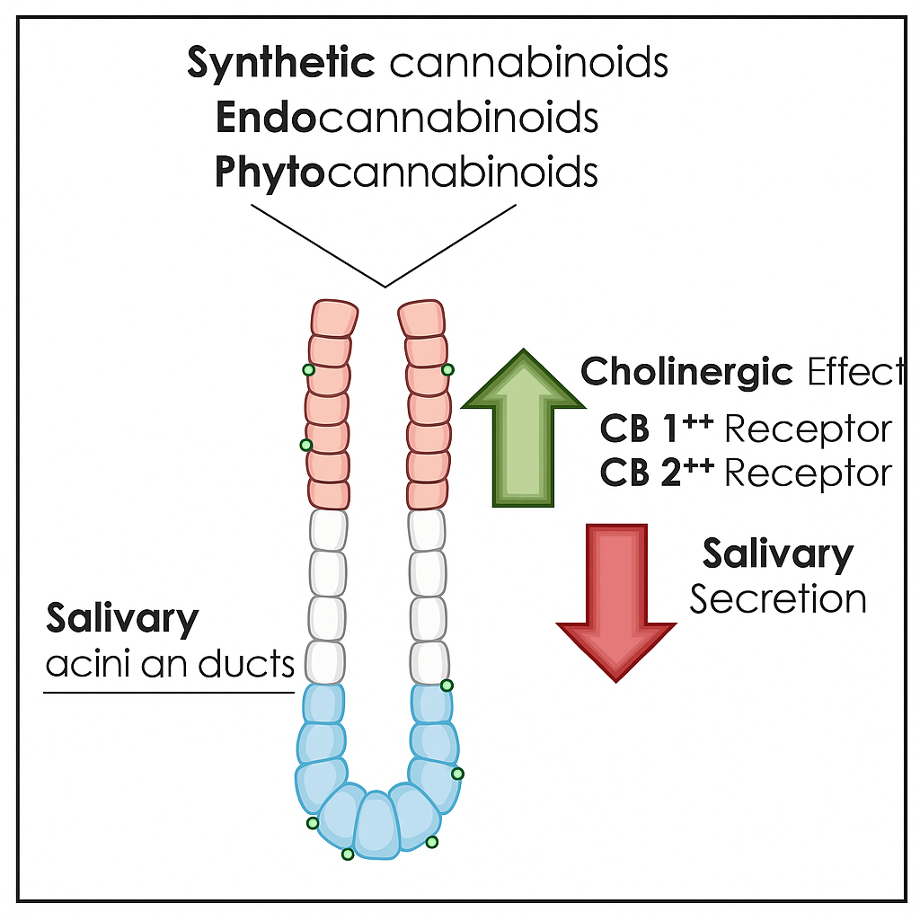 Cannabis na saúde bucal: o que você precisa saber 1 Atividade dos ácinos e ductos das glândulas salivares associada à administração de canabinoides. Fonte: BELLOCCHIO, L. et al. Cannabinoids Drugs and Oral Health—From Recreational Side-Effects to Medicinal Purposes: A Systematic Review. International Journal of Molecular Sciences, v. 22, p. 8329, 2021.