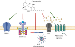 CBD e Acne: como o CBD atua na pele oleosa? 2 Alvos moleculares e de vias de sinalização do CBD. As propriedades anti-inflamatórias subjacentes do CBD podem ser atribuídas ao agonismo do potencial receptor transitório vaniloide 1 (TRPV1), inibição da Janus quinase / transdutores de sinal e ativadores de transcrição (JAK / STAT) e sinalização, inibição da ativação do complexo inflamassoma dos receptores semelhantes ao domínio (NLR) de oligomerização de ligação a nucleotídeos, inibição da captação de adenosina pelo transportador de nucleosídeo equilibrativo (ENT) e promoção da sinalização de adenosina pelo receptor de adenosina (A2A). Fonte: Peyravian, Nadia et al. “The Anti-Inflammatory Effects of Cannabidiol (CBD) on Acne.” Journal of inflammation research vol. 15 2795-2801.