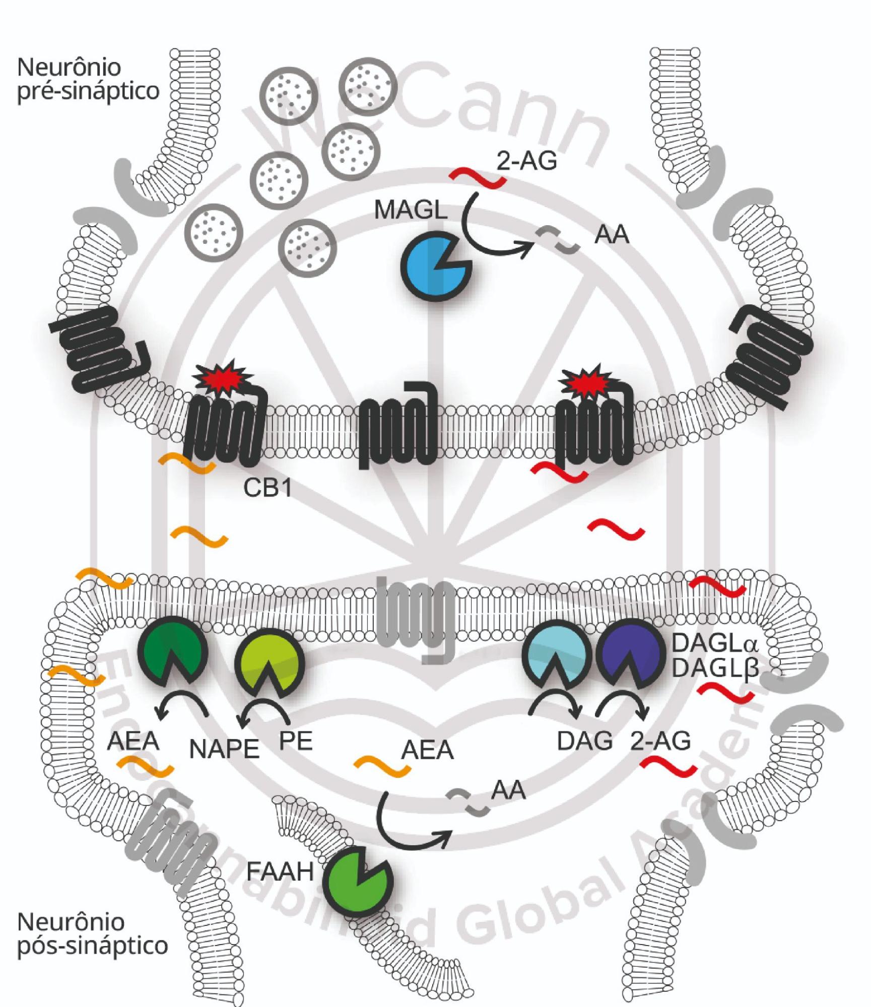 O que é o Sistema Endocanabinoide? 1 Representação simplificada da biossíntese, transporte, sinalização e degradação dos endocanabinoides anandamida (AEA) e 2-araquidonoil glicerol (2-AG). Acredita-se que a AEA e o 2-AG sejam biossintetizados no neurônio pós-sináptico. A AEA é produzida a partir de precursores NAPE (N-acil fosfatidiletanolamina). 2-AG é sintetizado a partir das enzimas DAGLa (diacilglicerol lipase-a) e DAGLß (diacilglicerol lipase-ß). Após atividades de biossíntese e mobilização, os endocanabinoides atravessama fenda sináptica para ativar os receptores CB1 nos neurônios prẻ-sinápticos. A sinalização de CB1 através de proteínas G resulta na inibição da liberação de neurotransmissores. A sinalização de AEA e 2-AG é posteriormente interrompida pela hidrólise enzimática, que no SNC, ocorre principalmente atravės da FAAH (amida hidrolase de ácidos graxos) e da MAGL (lipase monoacilglicerol) nos neurônios pós e pre-sinápticos. Fonte: MONTAGNER, Patrícia; DE SALAS-QUIROGA, Adán. Tratado de Medicina Endocanabinoide.1. ed. WeCann Endocannabinoid Global Academy, 2023.