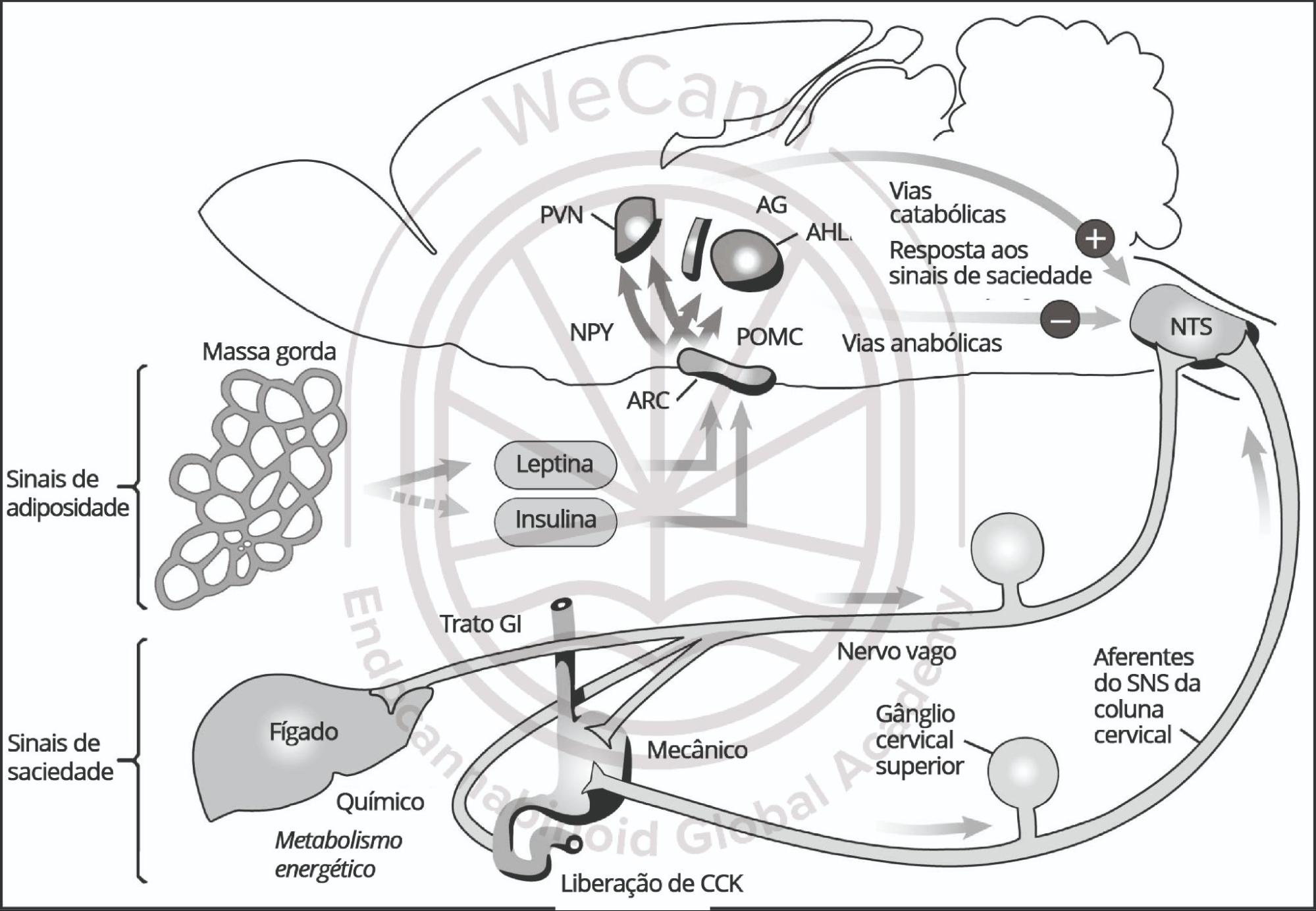 O que é o Sistema Endocanabinoide? 3 O SEC é um regulador mestre do comportamento alimentar, pois integra e controla sinais do tecido adiposo(leptina), trato gastrointestinal (grelina), pâncreas (insulina), fígado e áreas centrais do cérebro responsáveispor outros fatores, como motivação ou ansiedade. Abreviações: trato GI, trato gastrointestinal; PVN, núcleosparaventriculares; NPY, neuropeptídeo Y; ARC, núcleo arqueado; AG, ácidos graxos; AHL, área hipotalâmicalateral; POMC, proopiomelanocortina; NTS, núcleo do trato solitário; SNS, sistema nervoso simpático; CCK,colecistoquinina. Adaptado de Cota & Woods (2005). Fonte: MONTAGNER, Patrícia; DE SALAS-QUIROGA, Adán. Tratado de Medicina Endocanabinoide.1. ed. WeCann Endocannabinoid Global Academy, 2023.