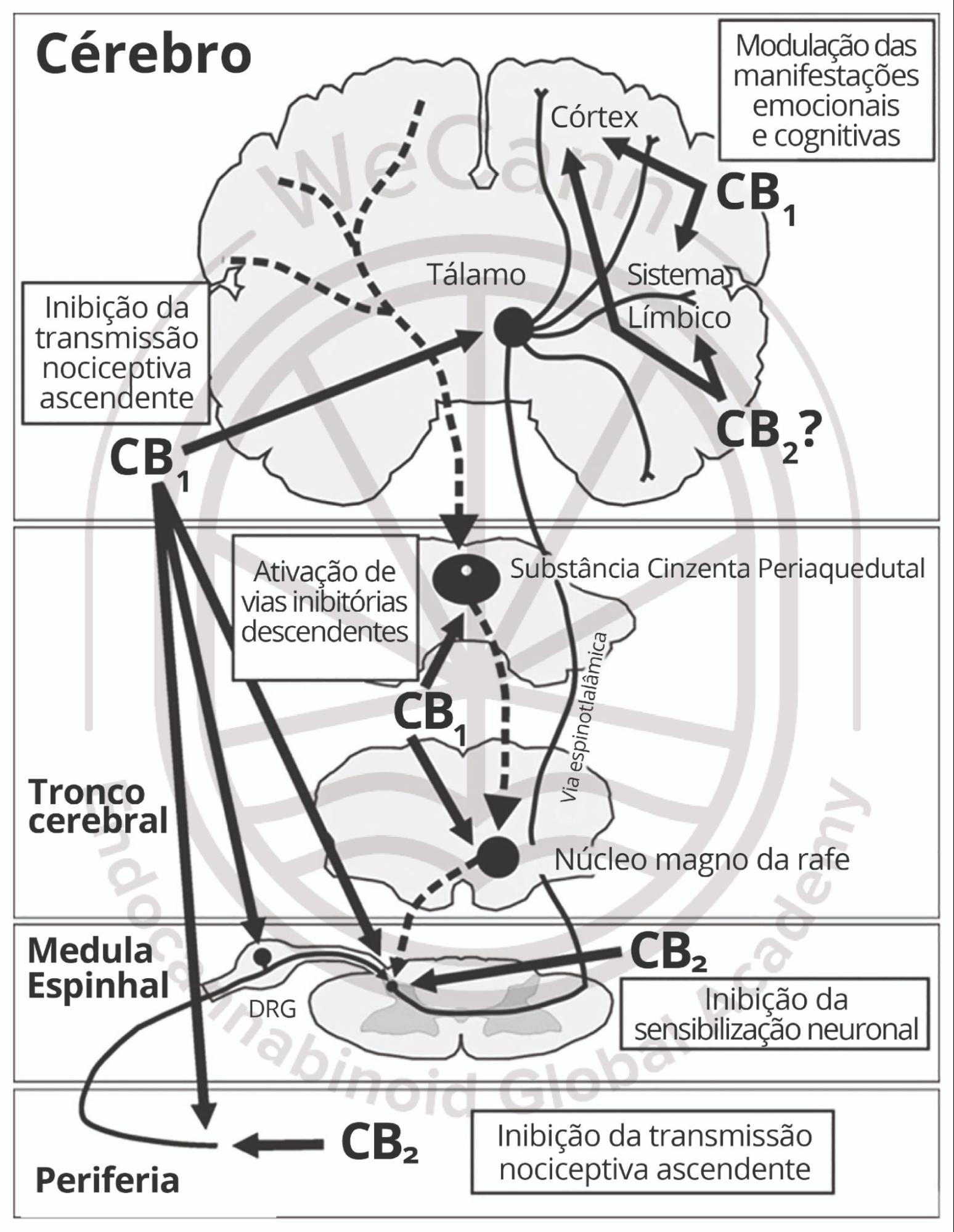 O que é o Sistema Endocanabinoide? 2 Papel do sistema endocanabinoide no controle dador nos níveis periférico, espinhal e supraespinhal. Aatividade do receptor canabinoide inibe a transmissãonociceptiva ascendente, ativa a via inibitória descendentee modula os componentes emocionais e cognitivosrelacionados à dor. Adaptado de Maldonado, Baños &Cabañero (2016). Fonte: MONTAGNER, Patrícia; DE SALAS-QUIROGA, Adán. Tratado de Medicina Endocanabinoide.1. ed. WeCann Endocannabinoid Global Academy, 2023.