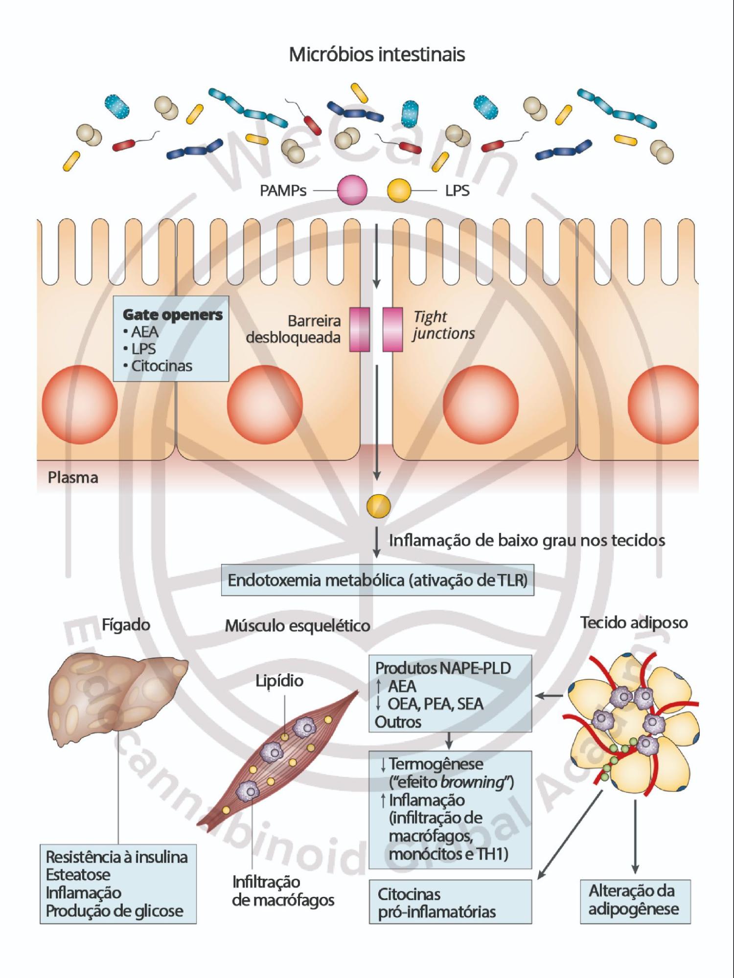 Canabinoides no combate à Obesidade e à Síndrome Metabólica 3 Interações entre o SEC, a microbiota intestinal e o metabolismo do hospedeiro e suas potenciais implicações para vários distúrbios metabólicos. Abreviações: AEA, N-araquidonoiletanolamina; CB1, receptor canabinoide 1; LPS, lipopolissacarídeos; NAPE-PLD, N-acilfosfatidiletanolamina fosfolipase D; OEA, N-oleoiletanolamina; PAMPs, padrőes moleculares associados a patógenos; PEA, N-palmitoiletanolamina; SEA, N-estearoiletanolamina; TH1, células T auxiliares do tipo 1; TLR, receptor do tipo Toll. Fonte: MONTAGNER, Patrícia; DE SALAS-QUIROGA, Adán. Tratado de Medicina Endocanabinoide.1. ed. WeCann Endocannabinoid Global Academy, 2023.