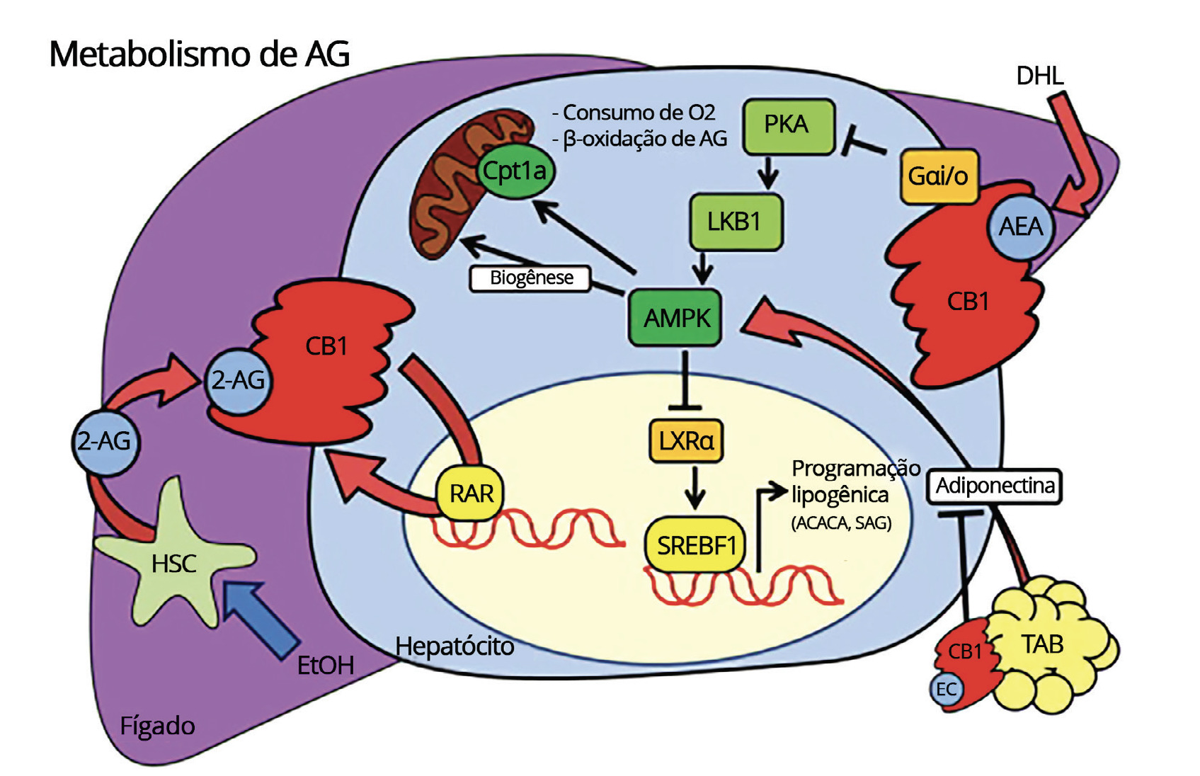 CBD e Doenças Hepáticas: Evidências científicas sobre seu potencial na Esteatose Hepática 2 Diagrama mostrando as principais vias envolvidas no metabolismo de lipídios ou ácidos graxos em um hepatócito, destaque para a ativação dos receptores CB1 através dos endocanabinoides 2-AG e AEA. Abreviações: CEH, célula estrelada hepática; 2-AG, 2-araquidonoilglicerol; CB1, receptorcanabinoide 1; RAR, receptor de ácido retinoico; SREBF1, fator de transcrição 1 de ligação ao elementoregulador de esterol; ACACA, acetil-Coenzima A carboxilase-α; AG, ácido graxo; SAG, sintase de ácidograxo; LXRα, receptor alfa X do fígado; AMPK, proteína quinase ativada por adenosina monofosfato;LKB1, quinase hepática B1; PKA, proteína quinase A dependente de cAMP; CPT1a, carnitinapalmitoiltransferase 1a; AEA, anandamida; DHL, dieta hiperlipídica; AEA, anandamida; Gαi/o,receptor acoplado à proteína G inibitório; TAB, tecido adiposo branco, EtOH, álcool etílico. Adaptado de Silvestri & Di Marzo (2013)985. Fonte: MONTAGNER, Patrícia; DE SALAS-QUIROGA, Adán. Tratado de Medicina Endocanabinoide.1. ed. WeCann Endocannabinoid Global Academy, 2023.