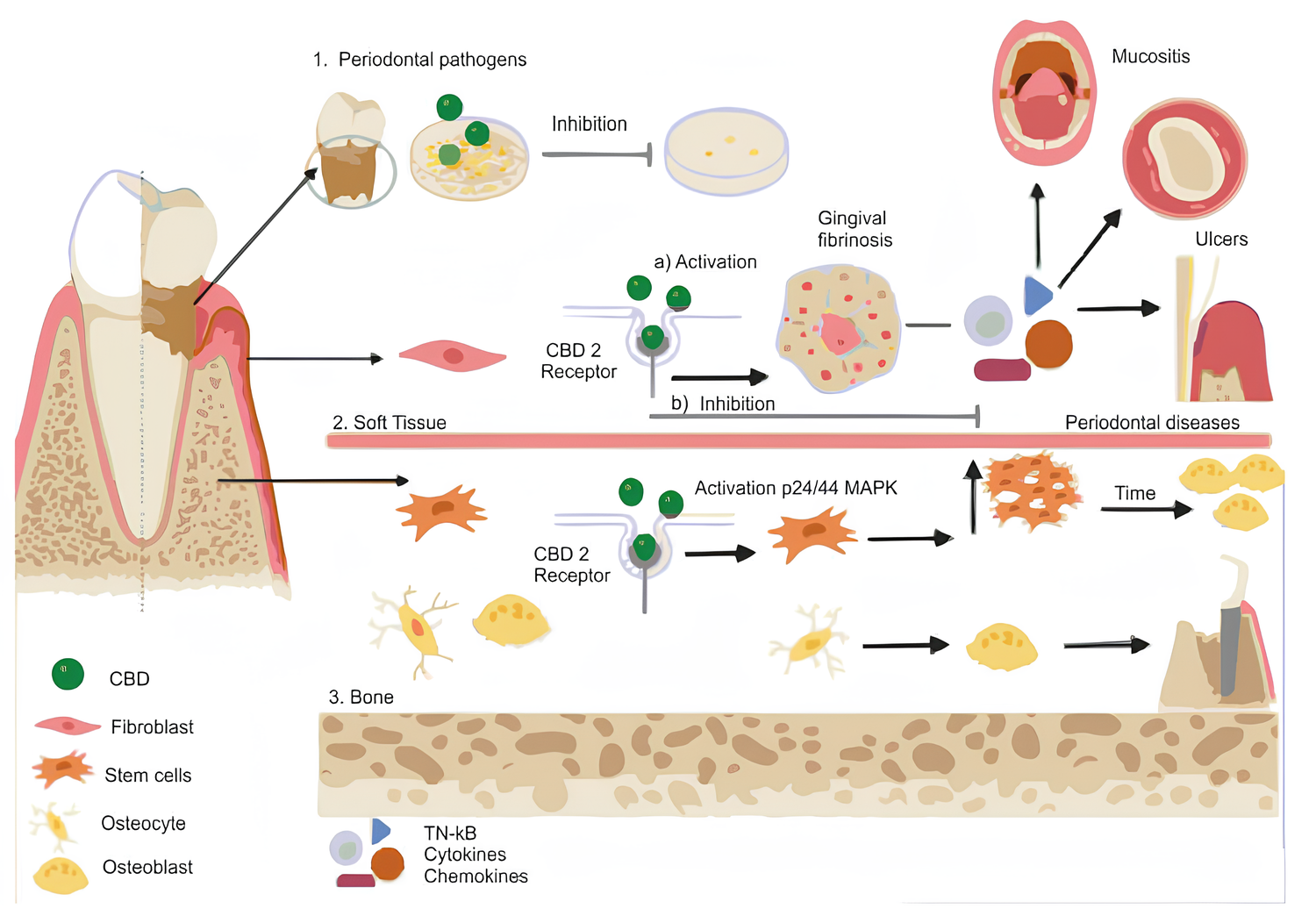 Alívio da Mucosite Oral com canabinoides 1 Aplicações do CBD na odontologia de acordo com a literatura revisada. Fonte: David, Carla et al. “Cannabidiol in Dentistry: A Scoping Review.” Dentistry journal vol. 10,10 193. 17 Oct. 2022, doi:10.3390/dj10100193.