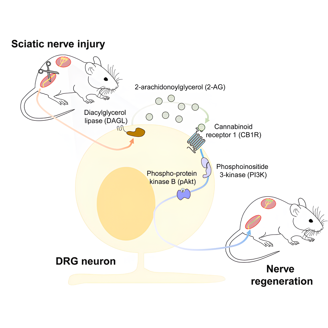 CBD e Lesões na Medula Espinhal: potenciais efeitos terapêuticos 1 O Papel do Sistema Endocanabinoide na Regeneração Axonal e Recuperação Pós-Lesão Medular. Fonte: Martinez-Torres, Sara et al. “Injury-induced activation of the endocannabinoid system promotes axon regeneration.” iScience vol. 26,6 106814. 5 May. 2023, doi:10.1016/j.isci.2023.106814