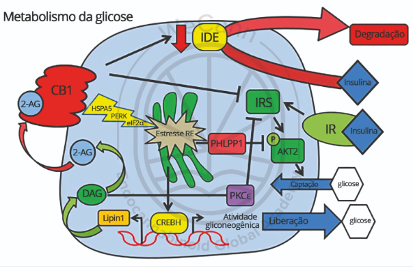 Como a cannabis pode impactar o controle do diabetes? 1 Diagrama mostrando as principais vias envolvidas no metabolismo da glicose em um hepatócito. Fonte: MONTAGNER, Patrícia; DE SALAS-QUIROGA, Adán. Tratado de Medicina Endocanabinoide.1. ed. WeCann Endocannabinoid Global Academy, 2023.