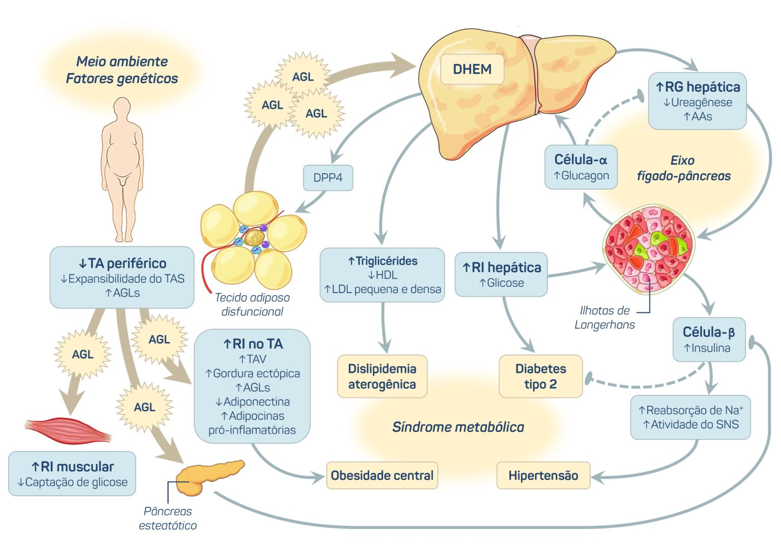 CBD e Doenças Hepáticas: Evidências científicas sobre seu potencial na Esteatose Hepática 1 Representação da fisiopatologia da doença hepática esteatótica metabólica (DHEM). Fonte: Godoy-Matos AF, Silva Júnior WS, Valerio CM. NAFLD as a continuum: from obesity to metabolic syndrome and diabetes. Diabetol Metab Syndr. 2020;12:60.