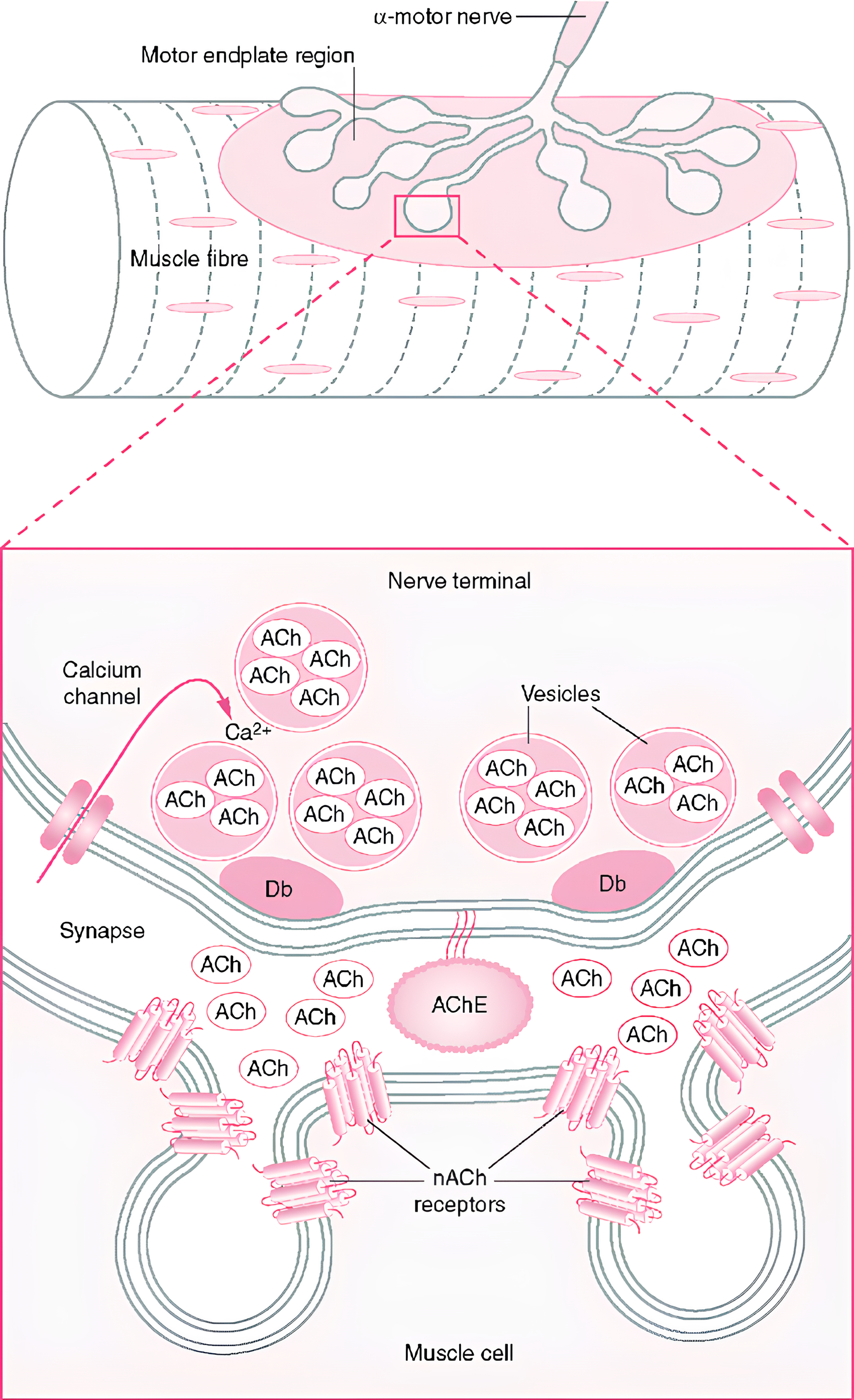 Cannabis para Fibromialgia: eficácia e benefícios terapêuticos 2 A imagem ilustra o papel do sistema endocanabinoide (SEC) na fibromialgia, com foco nos tecidos miofasciais, destacando a localização proposta da placa terminal motora associada à disfunção do ponto-gatilho. Superior: A interface entre o neurônio motor e a fibra muscular, onde ocorre a transmissão do sinal nervoso. Inferior: Nos tecidos miofasciais, os botões pré-sinápticos, que liberam acetilcolina (ACh), estão separados da célula muscular pós-sináptica pela fenda sináptica. Dentro desses botões, a ACh é liberada nas barras densas (Db), ativando os receptores nicotínicos (nACh) presentes na célula pós-sináptica, iniciando a resposta neuromuscular. Além disso, o SEC, presente em fibroblastos e células associadas à fáscia, tem um papel importante no alívio da dor miofascial, modulando a inflamação crônica e inibindo a produção de citocinas pró-inflamatórias, como TNF-α e IL-6. Fonte: McPartland, John. (2010). Fibromyalgia and the endocannabinoid system. Fibromyalgia Syndrome.