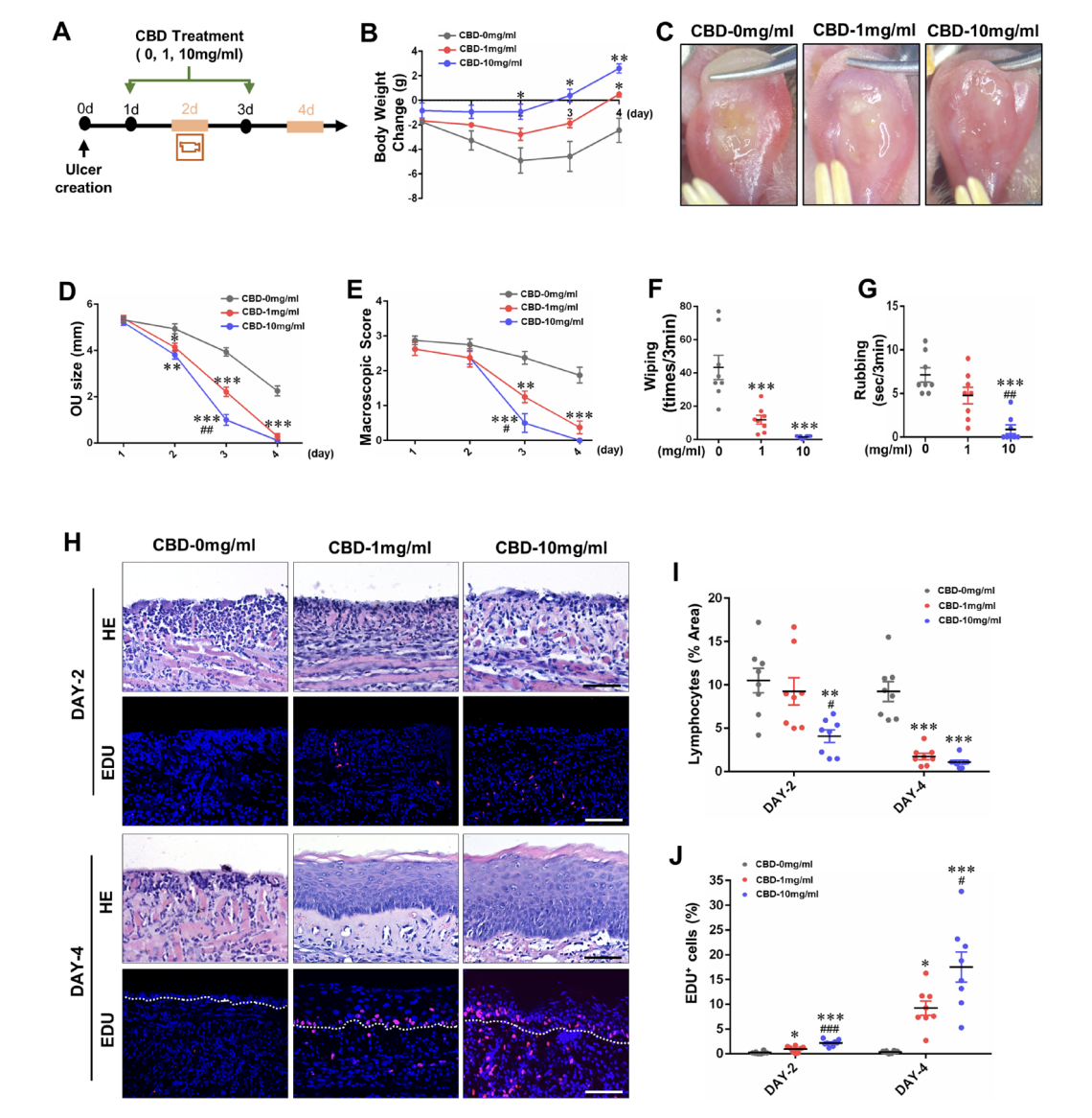 Alívio da Mucosite Oral com canabinoides 2 Demonstração de melhora da cicatrização de úlceras orais induzidas por ácido com o uso de CBD. Fonte:Qi X, Lin W, Wu Y, et al. CBD promotes oral ulcer healing via inhibiting CMPK2-mediated inflammasome. J Dent Res. 2022;101(2):206–215. doi:10.1177/00220345211024528