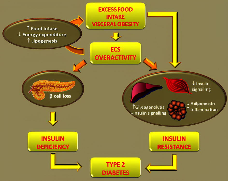 Como a cannabis pode impactar o controle do diabetes? 2 Papel do SEC no desenvolvimento do DM2. O excesso de ingestão de alimentos e a obesidade aumentam o tônus do SEC. Um SEC hiperativo contribui ainda mais para o acúmulo de gordura visceral e obesidade, reduzindo o gasto de energia e aumentando a ingestão de alimentos e a lipogênese. Portanto, o SEC está envolvido no desenvolvimento da resistência à insulina dependente da obesidade. Além disso, um SEC hiperativo tem efeitos deletérios diretos sobre a sensibilidade à insulina, independentemente do ganho de peso no órgão periférico do metabolismo (fígado, tecido adiposo, músculo esquelético). Finalmente, o SEC contribui indiretamente para a falha das células beta por meio da ativação do inflamassoma Nlrp3-ASC em macrófagos infiltrantes, resultando em apoptose de células beta. Tanto a resistência à insulina quanto a deficiência relativa de insulina levam ao desenvolvimento do DM2. Fonte: Gruden, G et al. “Role of the endocannabinoid system in diabetes and diabetic complications.” British journal of pharmacology vol. 173,7 (2016): 1116-27.