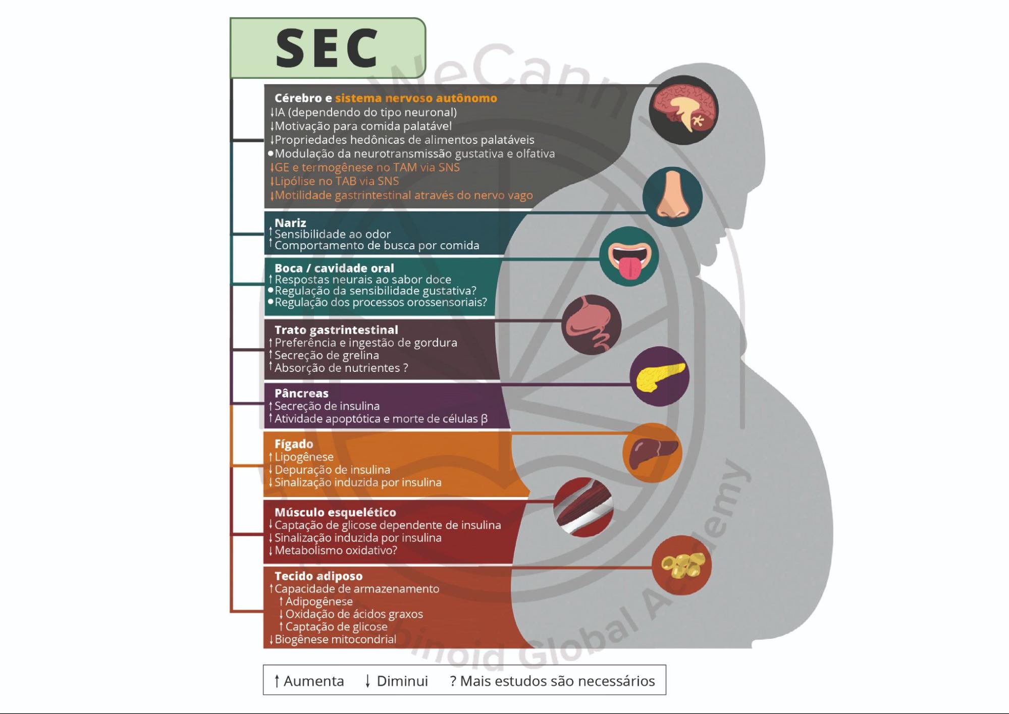 Canabinoides no combate à Obesidade e à Síndrome Metabólica 2 A imagem representa os principais órgãos envolvidos na regulação do metabolismo energético e nos efeitos funcionais da ativação do SEC. Observe que, em cada órgão, a ativação do SEC permite acumular reserva energética. As setas indicam aumento ou diminuição, enquanto os pontos de interrogação indicam que são necessárias mais pesquisas. Abreviações: TAM, tecido adiposo marrom; GE, gasto energético; IA, ingestão alimentar; SNS, sistema nervoso simpático; TAB, tecido adiposo branco. Fonte: MONTAGNER, Patrícia; DE SALAS-QUIROGA, Adán. Tratado de Medicina Endocanabinoide.1. ed. WeCann Endocannabinoid Global Academy, 2023.
