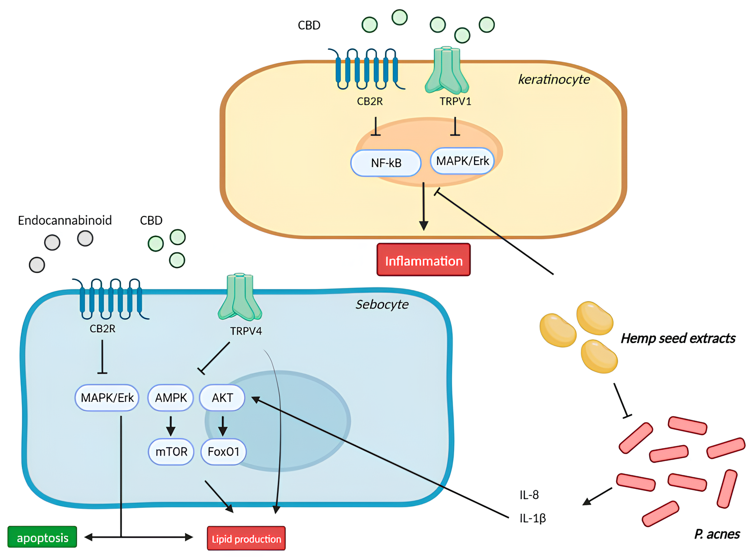 Como os canabinoides podem ajudar na oleosidade da pele? 1 Mecanismo de ação dos canabinoides na acne e seborreia Os endocanabinoides aumentam a síntese lipídica e a apoptose dos sebócitos por meio da CB2R A ação lipostática do CBD é mediada pelo canal iônico TRPV4 através da inibição da via MAPK/Erk. Um extrato hexânico de semente de cânhamo inibiu a via NF-κB e MAPK em queratinócitos e regulou a produção de lipídios via sinalização AMPK e AKT/FoxO1 em sebócitos. CBD: canabidiol; TRPV: vanilóide potencial receptor transitório; MAPK/Erk: proteína quinase ativada por mitógeno/quinase regulada por sinal extracelular 1/2; AMPK: proteína quinase ativada por AMP; mTOR: mamífero alvo da rapamicina; FoxO1: Proteína O1 da caixa Forkhead. Fonte: Biorender at www.biorender.com