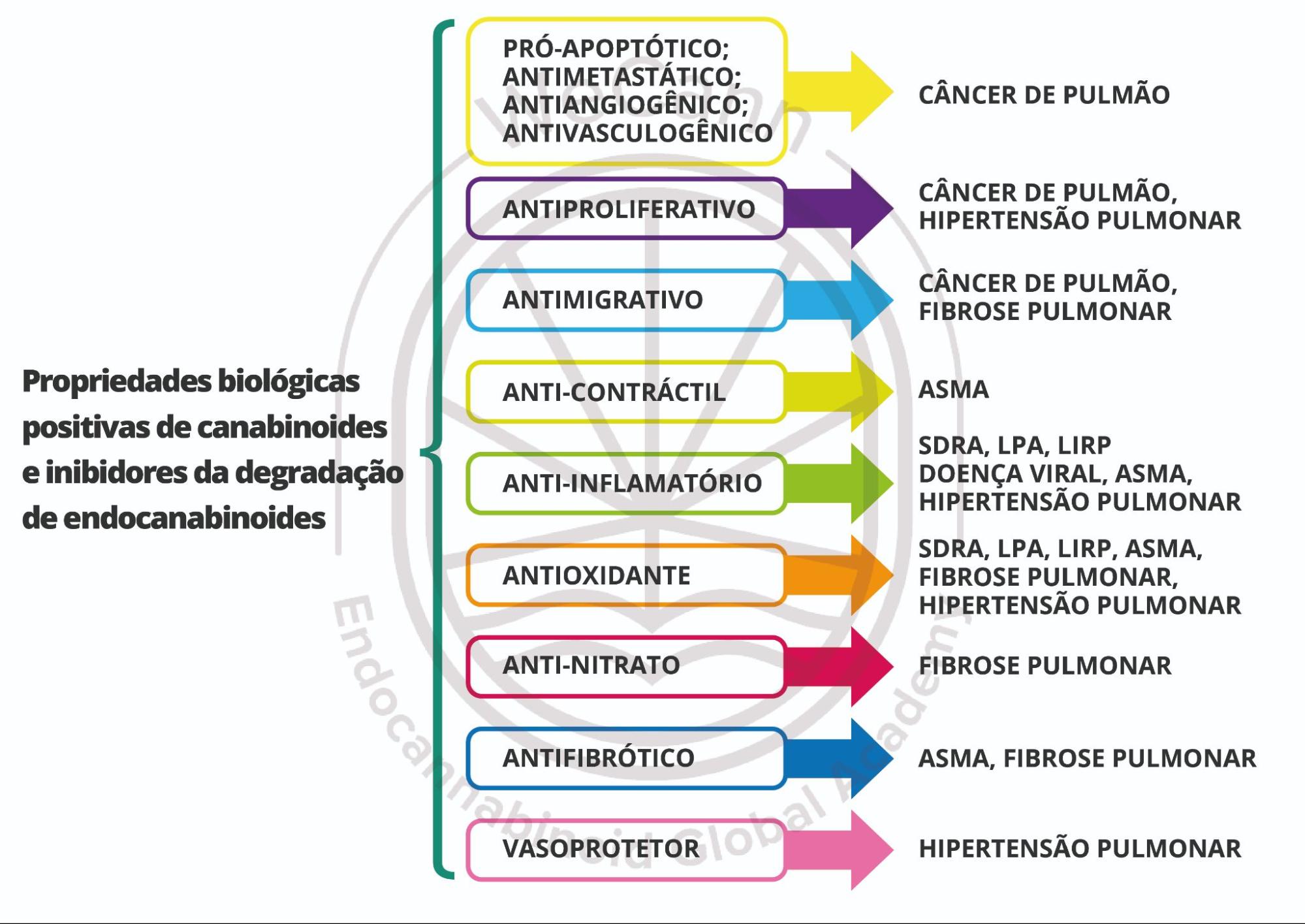 O papel da cannabis no tratamento da Asma 1 As propriedades biológicas e os mecanismos de ação sugeridos de derivados canabinoides e inibidores de degradação de endocanabinoides em vários modelos de doenças respiratórias. Abreviações: SDRA, síndrome do desconforto respiratório agudo; LPA, lesão pulmonar aguda; LIRP, lesão de isquemia-reperfusão pulmonar. Fonte: MONTAGNER, Patrícia; DE SALAS-QUIROGA, Adán. Tratado de Medicina Endocanabinoide.1. ed. WeCann Endocannabinoid Global Academy, 2023.