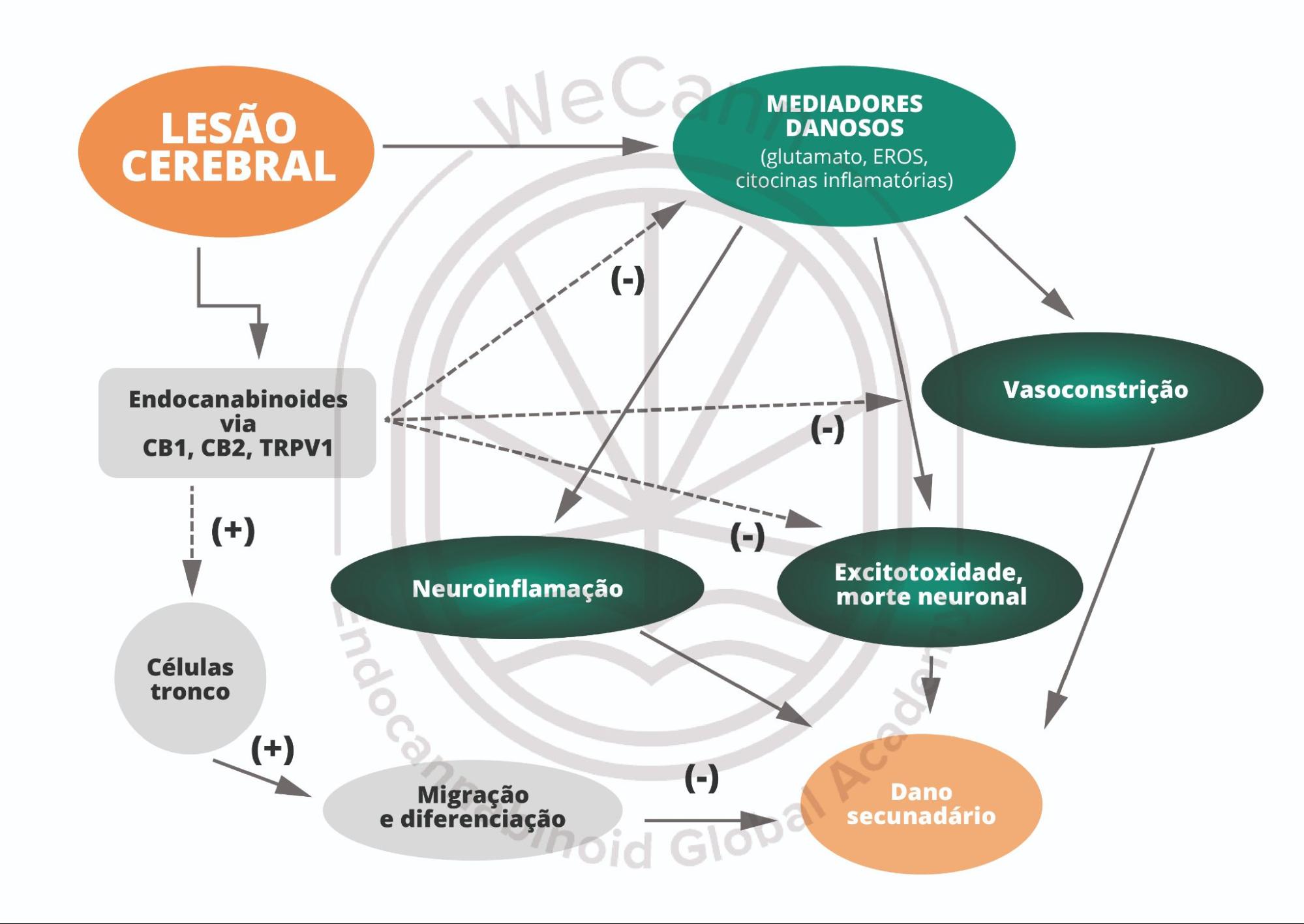 Canabinoides no Tratamento da Encefalopatia Hipóxico-Isquêmica em Bebês 1 Representação esquemática do papel protetor desempenhado pelo SEC após lesão cerebral. Vários insultos cerebrais, como traumatismos, AVC, hipóxia-isquemia, excitotoxicidade, etc., têm diferentes efetores moleculares que levam a danos cerebrais, como liberação descontrolada de glutamato, produção de EROs liberação de citocinas pró-inflamatórias, etc. A lesão cerebral, por usa vez, desencadeia a produção de endocanabinoides, que aumentam a atividade do SEC, atenuando a neuroinflamação, a excitotoxicidade e a morte das células neurais, ao mesmo tempo em que favorece o relaxamento vascular, promove a proliferação de células-tronco neurais - que dão origem a novos neurònios e células gliais - e facilita sua diferenciação e migração. Em suma, a ativação do SEC como um todo após a lesão cerebral neutraliza a maioria dos processos patofisiológicos que ocorrem e minimiza danos secundários. Abreviações: EROs, espécies reativas de oxigênio; CB1, receptor canabinoide 1; CB2, receptor canabinoide 2; TRPV1, potencial receptor transitório vaniloide tipo 1. Fonte: MONTAGNER, Patrícia; DE SALAS-QUIROGA, Adán. Tratado de Medicina Endocanabinoide.1. ed. WeCann Endocannabinoid Global Academy, 2023.
