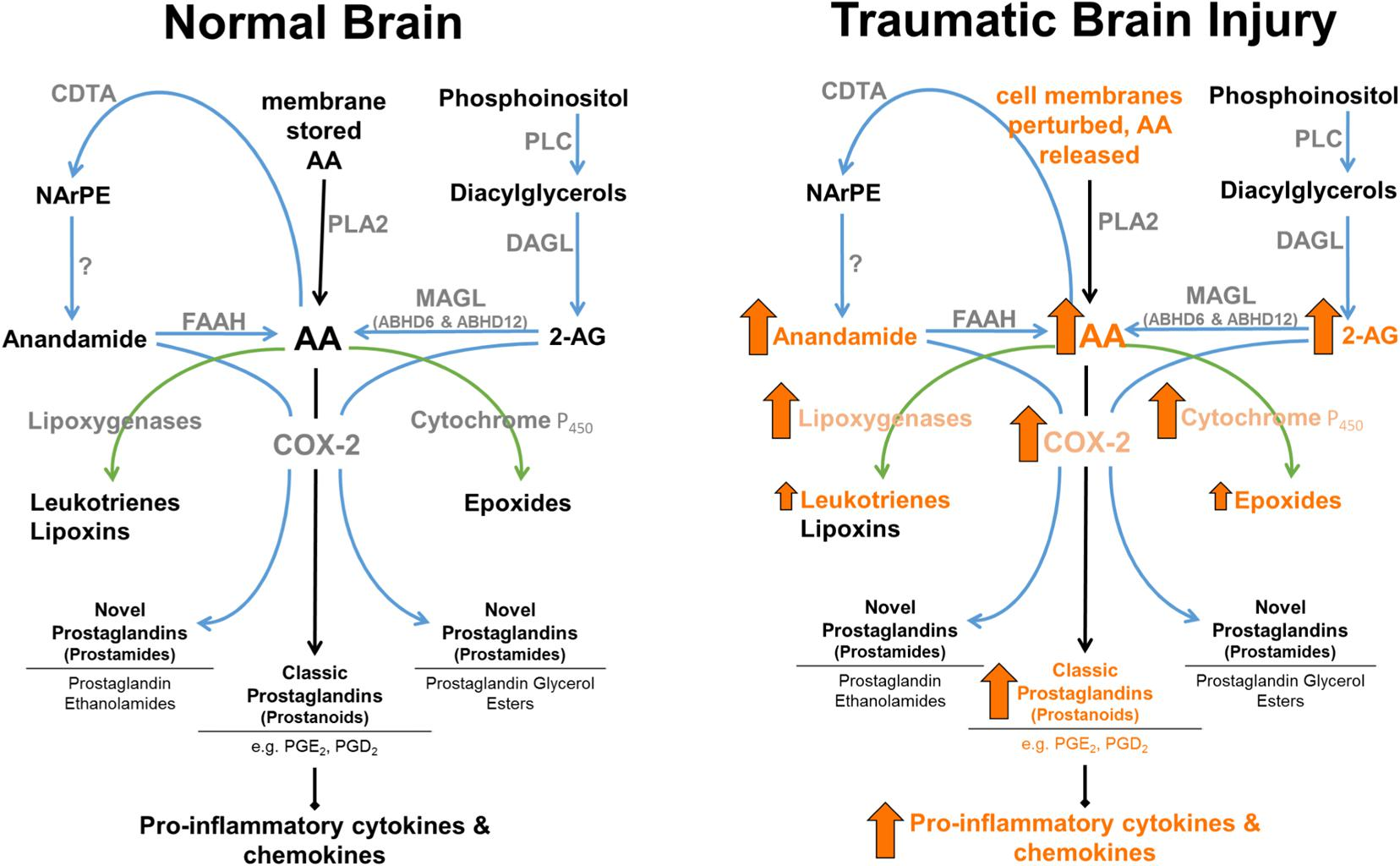 CBD e a redução de danos em Lesões Cerebrais: Evidências e pesquisas 2 Regulação enzimática de anandamida e 2-AG no cérebro normal e após TCE. Os níveis de 2-AG são aproximadamente 1.000 vezes maiores do que os níveis de anandamida no cérebro. A MAGL desempenha um papel limitado na produção de Ácido Araquidônicono cérebro, pulmão e fígado. As setas representam alterações conhecidas induzidas por TCE no SEC, enzimas catabólicas e a jusante e seus produtos metabólicos (o tamanho da seta não tem relação com a magnitude da mudança). Fonte: SCHURMAN, Lesley D.; LICHTMAN, Aron H. Endocannabinoids: A Promising Impact for Traumatic Brain Injury. Frontiers in Pharmacology, v. 8, 2017.