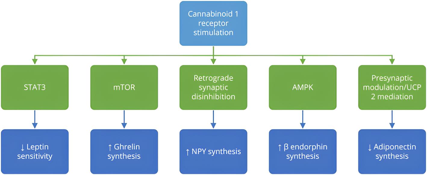 Cannabis medicinal: Uma nova perspectiva para o aumento do apetite e peso corporal em pacientes com caquexia e anorexia 2 Efeitos da ativação do receptor canabinoide tipo 1 (CB1) na regulação do apetite e no desenvolvimento da obesidade. A estimulação do receptor CB1 ativa vias orexígenas que promovem o aumento da expressão de mediadores como grelina, neuropeptídeo Y (NPY) e β-endorfina, todos associados ao aumento do apetite e ao risco de ganho ponderal. Simultaneamente, a ativação do CB1 suprime sinais anorexígenos ao reduzir a sensibilidade à leptina e inibir a síntese de adiponectina, comprometendo a capacidade do organismo de modular a saciedade e manter o equilíbrio energético. Esses efeitos ocorrem em interação com diversas vias intracelulares, incluindo AMPK, mTOR, STAT3 e UCP2, que participam do controle metabólico e da sinalização celular envolvida na homeostase energética. Fonte: Kurtov M, Rubinić I, Likić R. The endocannabinoid system in appetite regulation and treatment of obesity. Pharmacol Res Perspect. 2024.